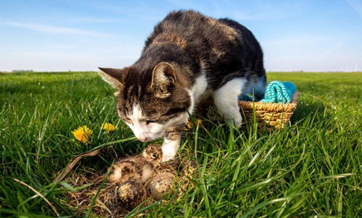 Kuikens in het land, poes in de mand